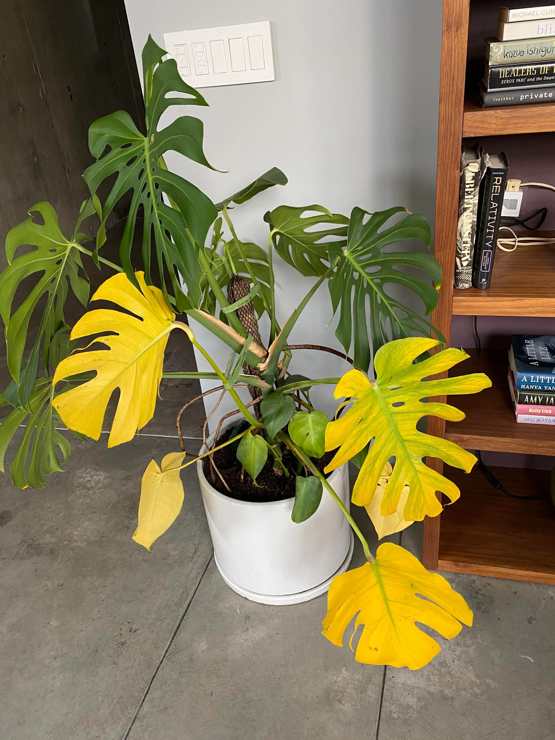 Yellowing Leaves