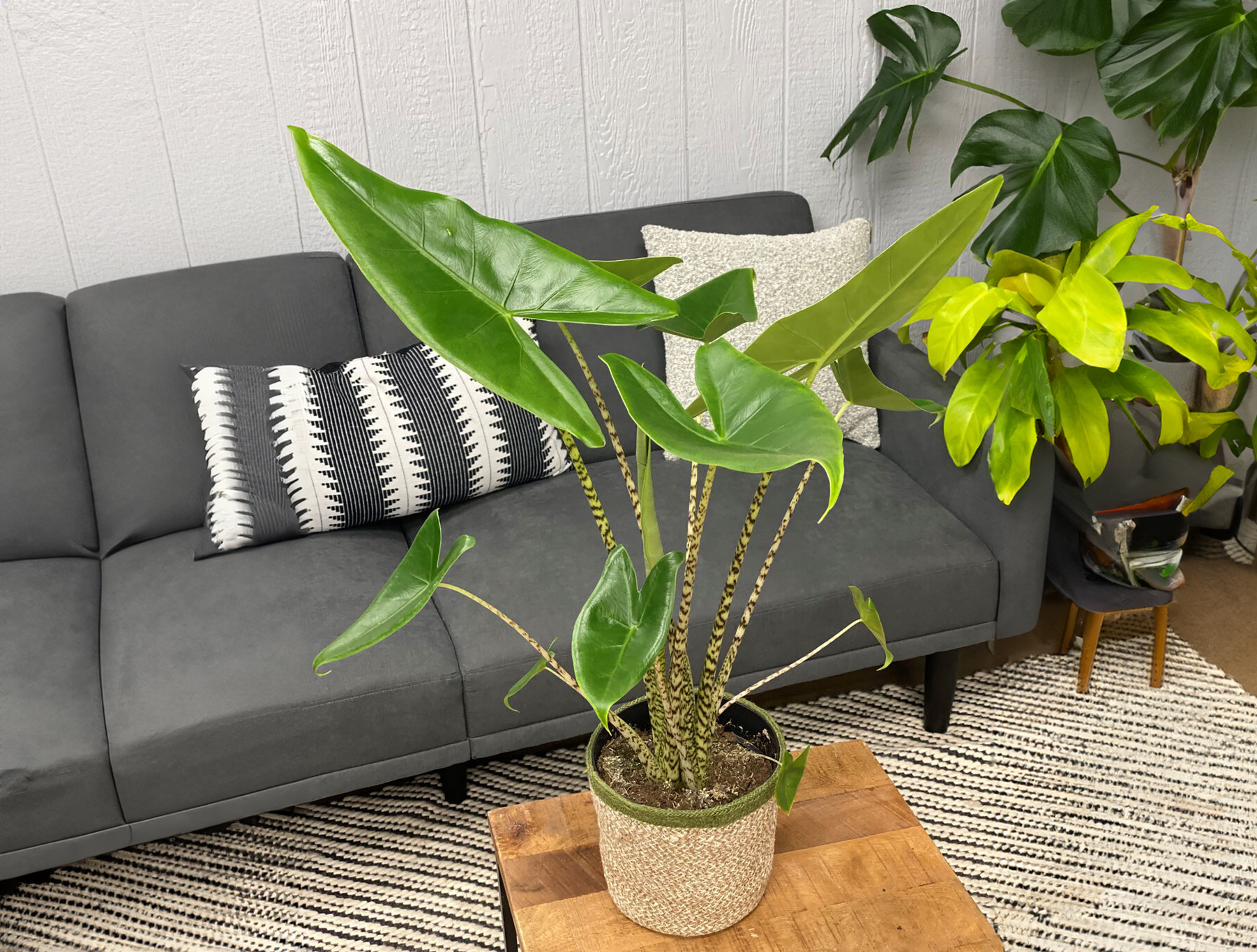 alocasia Zebrina