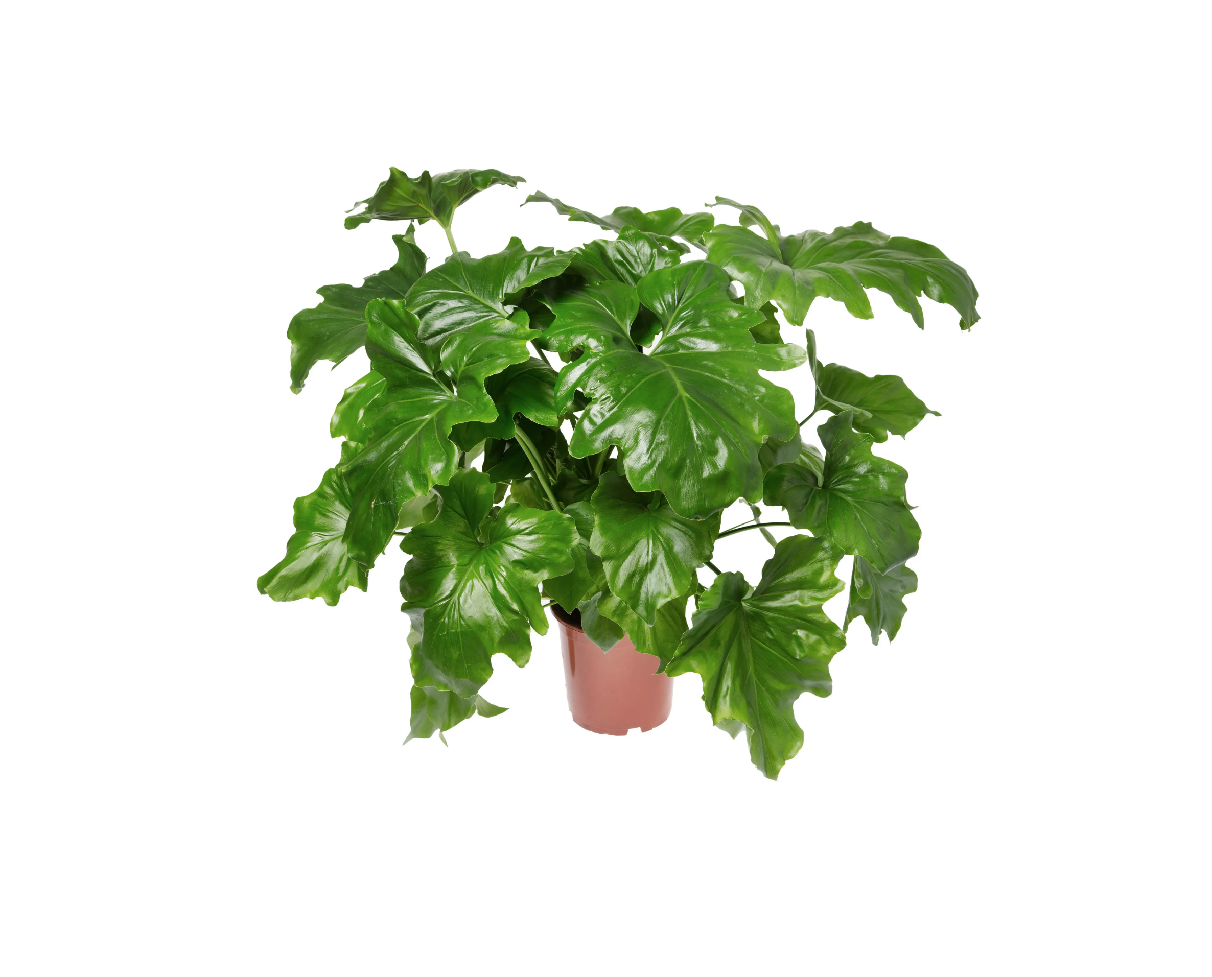 lacy tree philodendron