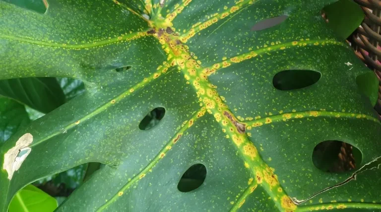 Monstera diseases