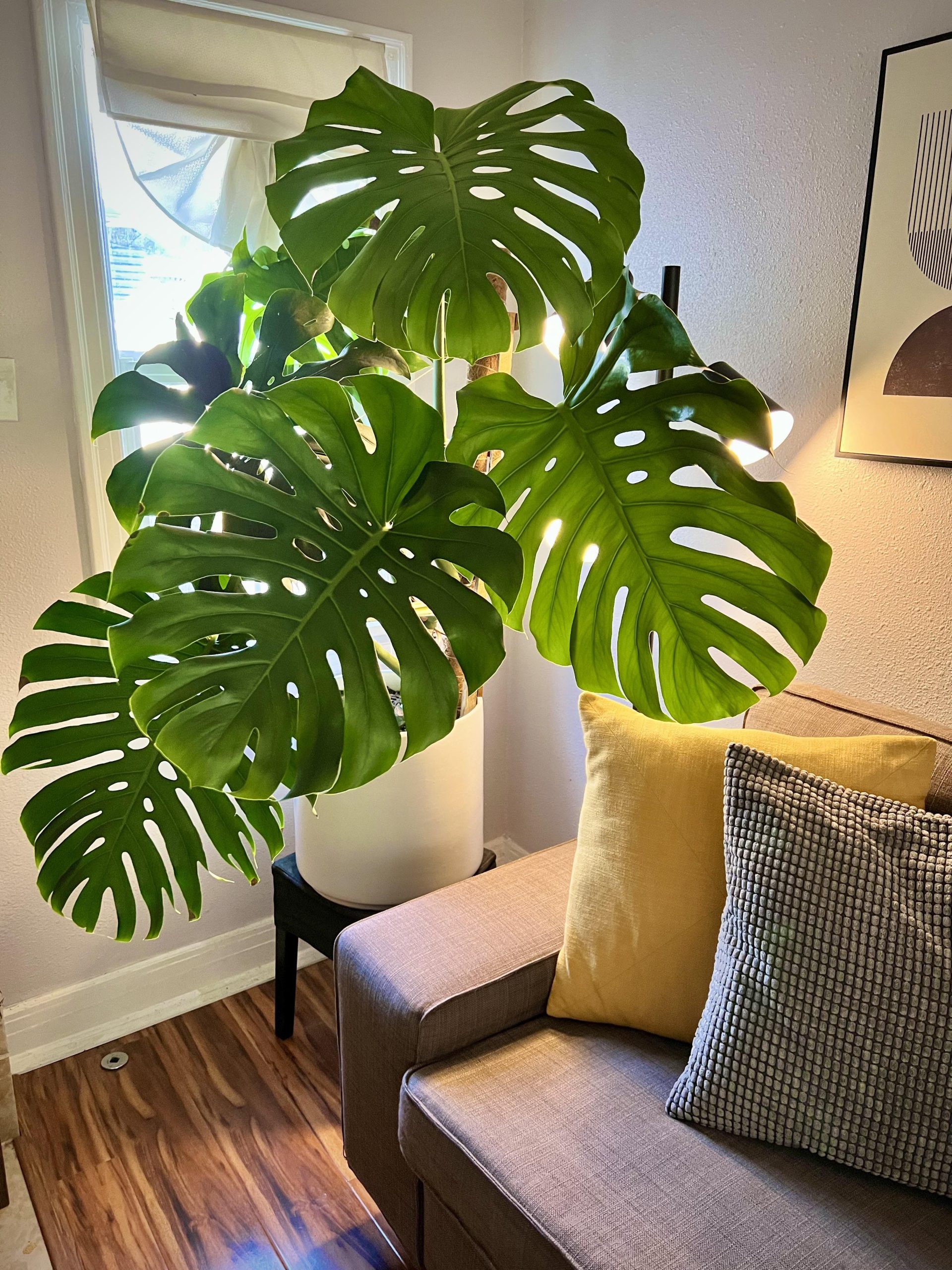 monstera in the living room