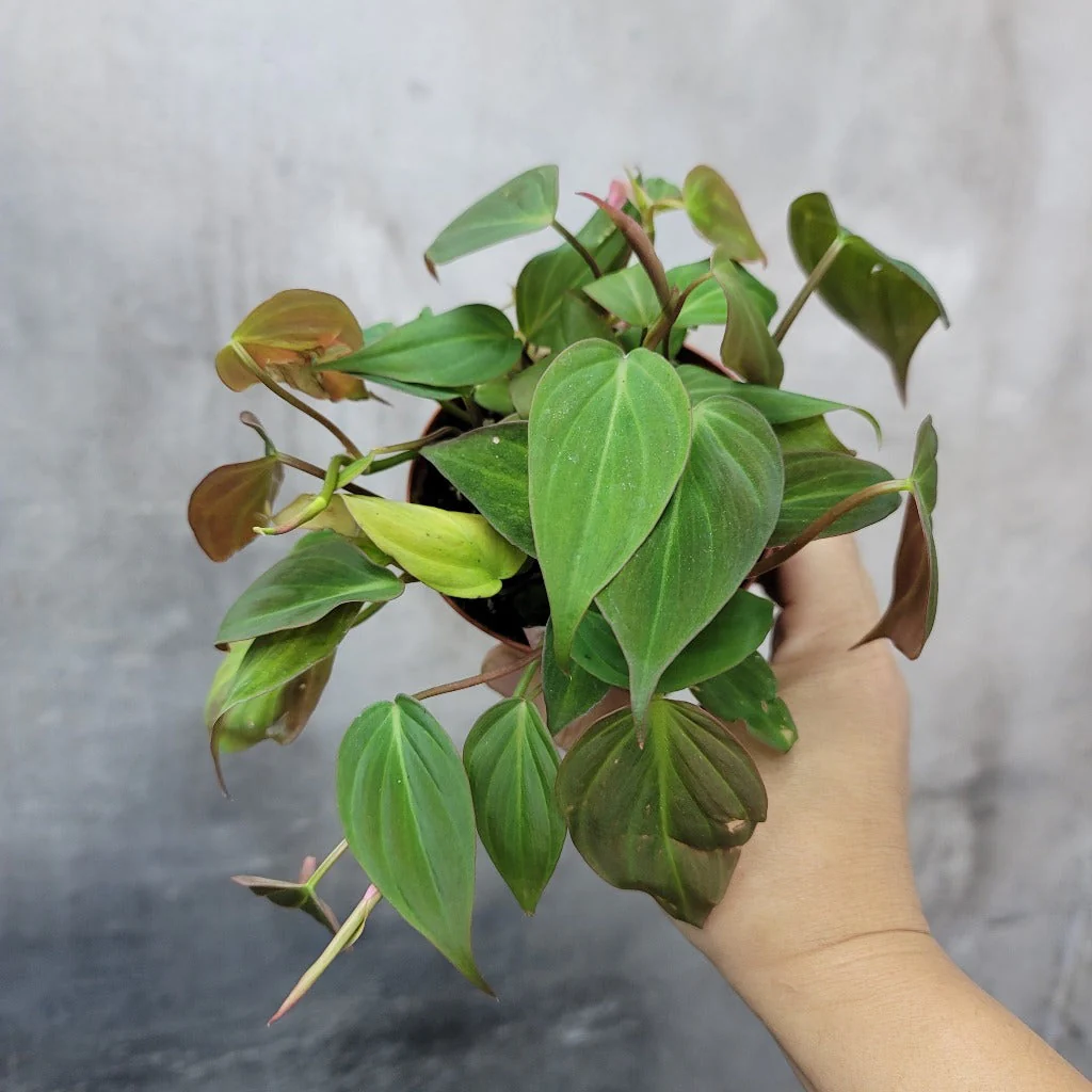 Velvet Leaf Philodendron