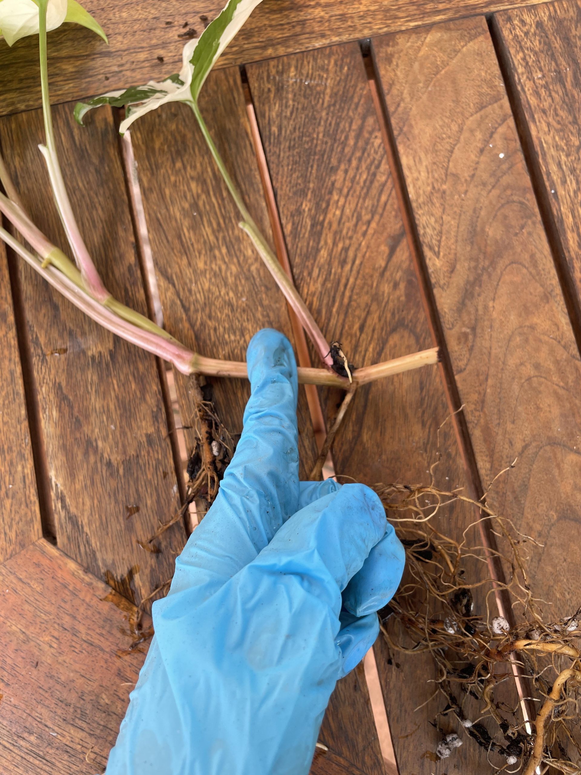 Syngonium cuttings