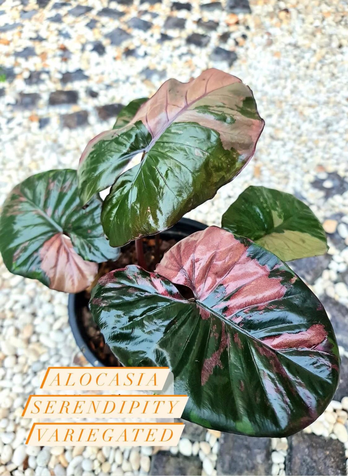 Buy Alocasia Serendipity Variegated 6 Pot from Thailand - Limited Stock