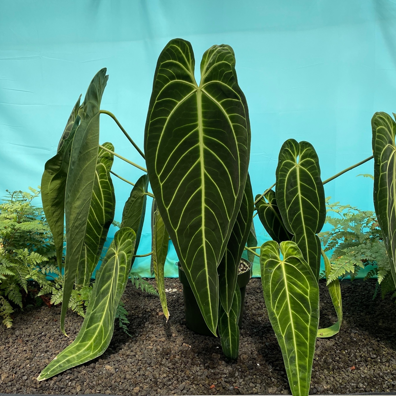 Anthurium Warocqueanum Queen