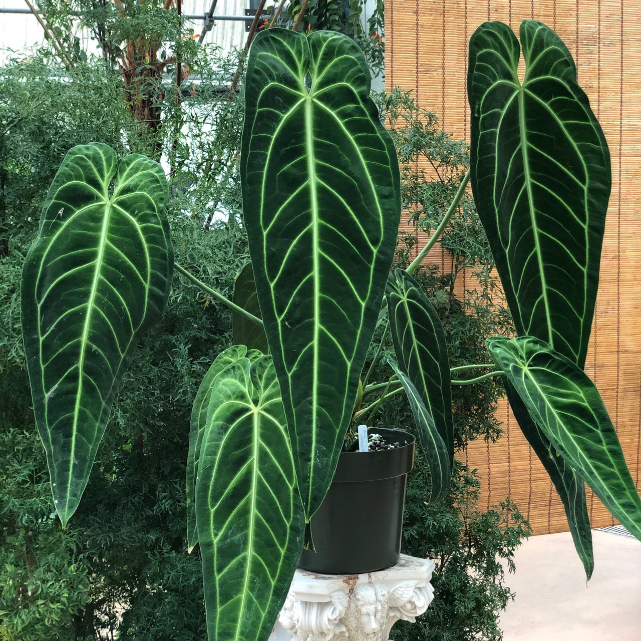 Anthurium Warocqueanum Queen