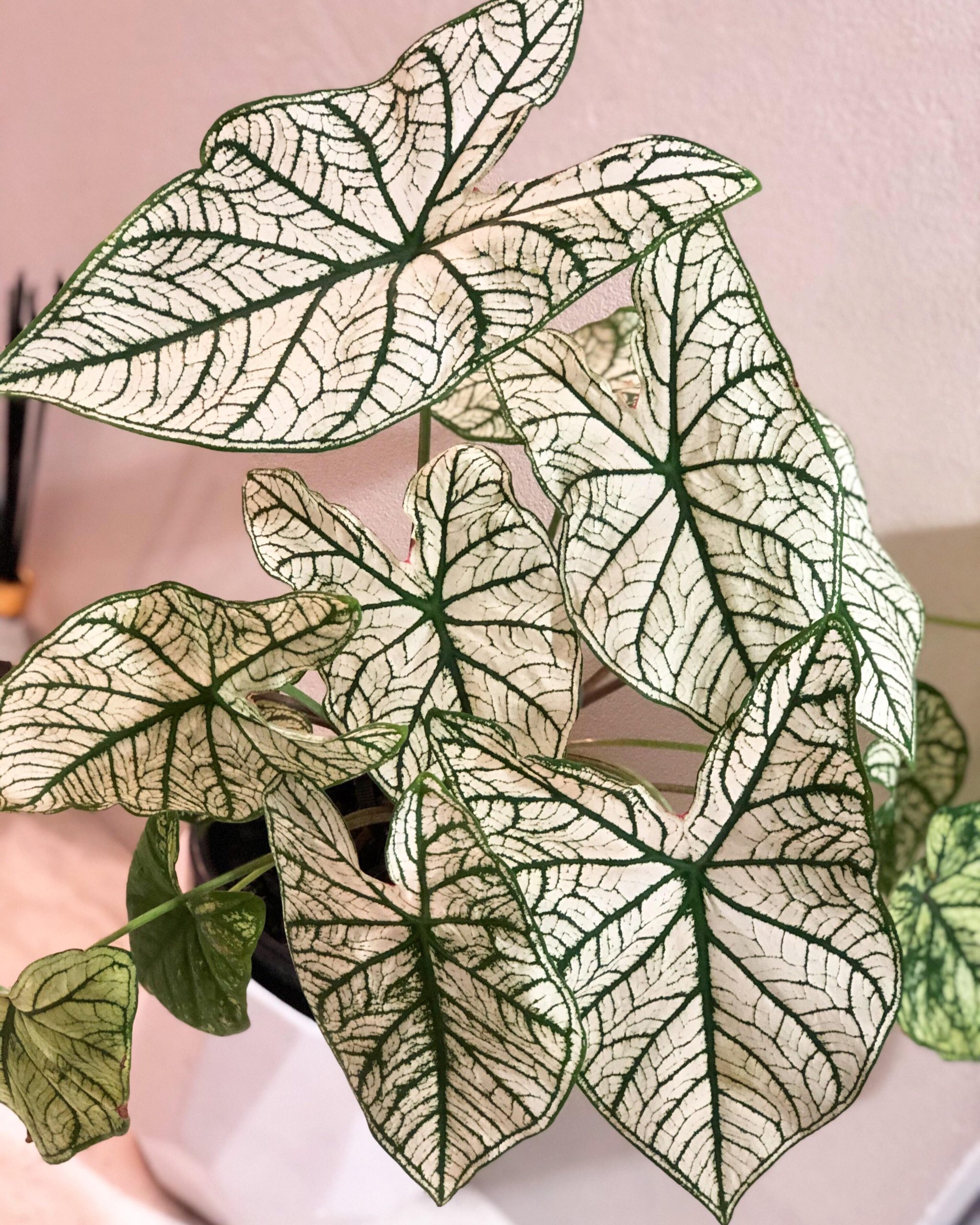 Caladium White Christmas