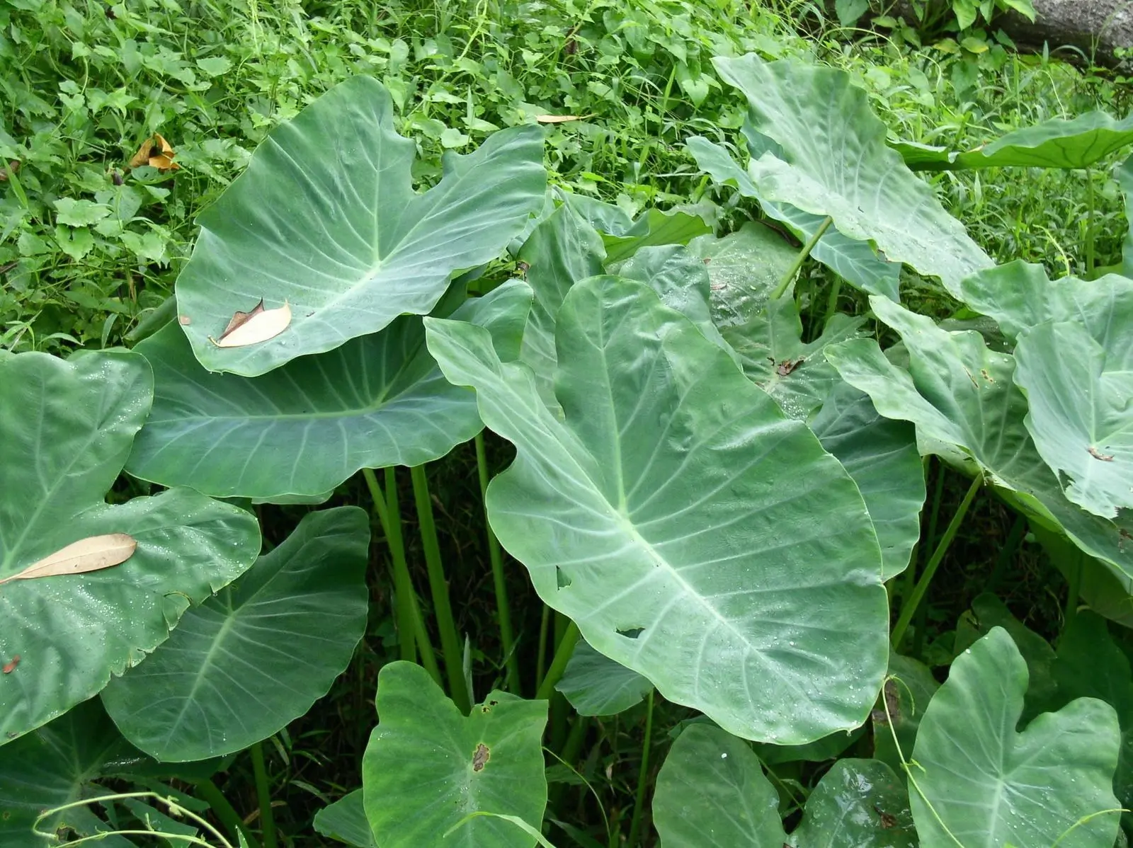 Colocasia esculenta (Taro)