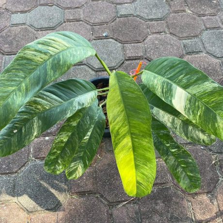 Grow Monstera Thai Constellation Tissue Culture: A Complete Guide