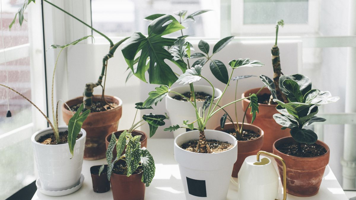 Group houseplants together to raise local humidity