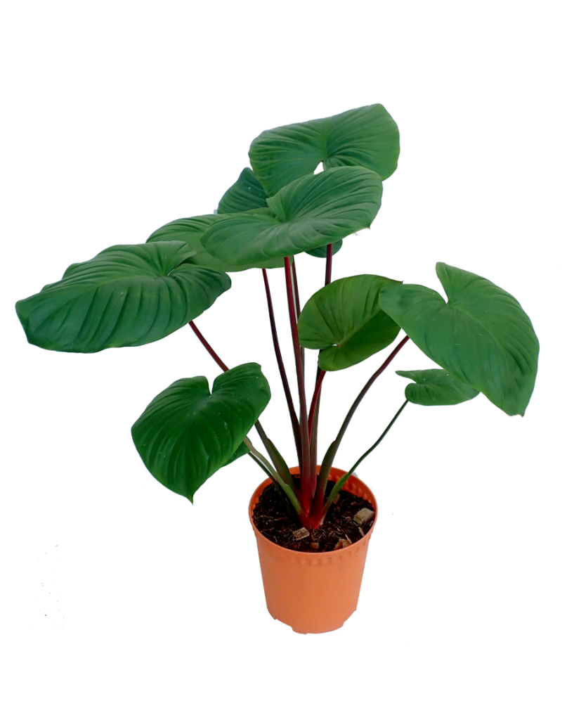 How to Grow Homalomena Rubescens Red Stem in 5 Easy Steps