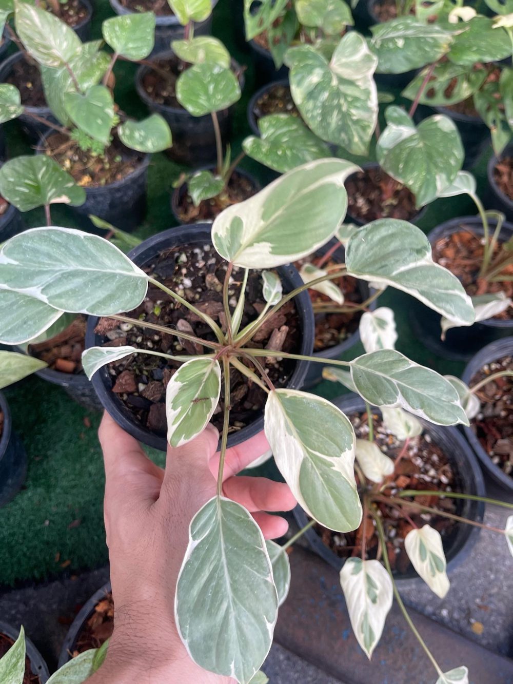 Homalomena mutation variegated