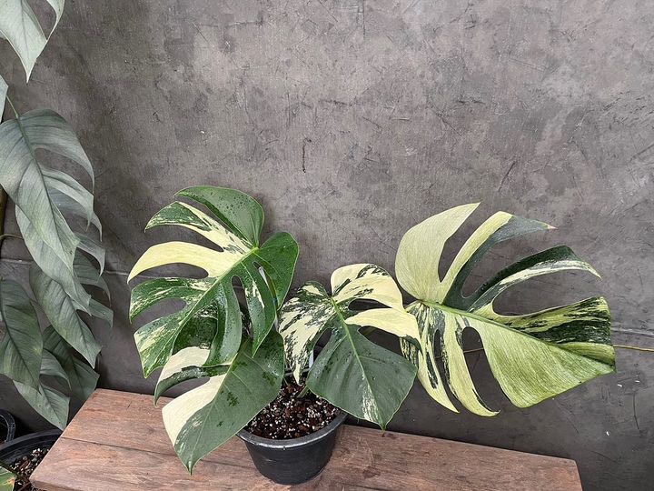 Monstera Mint Variegata