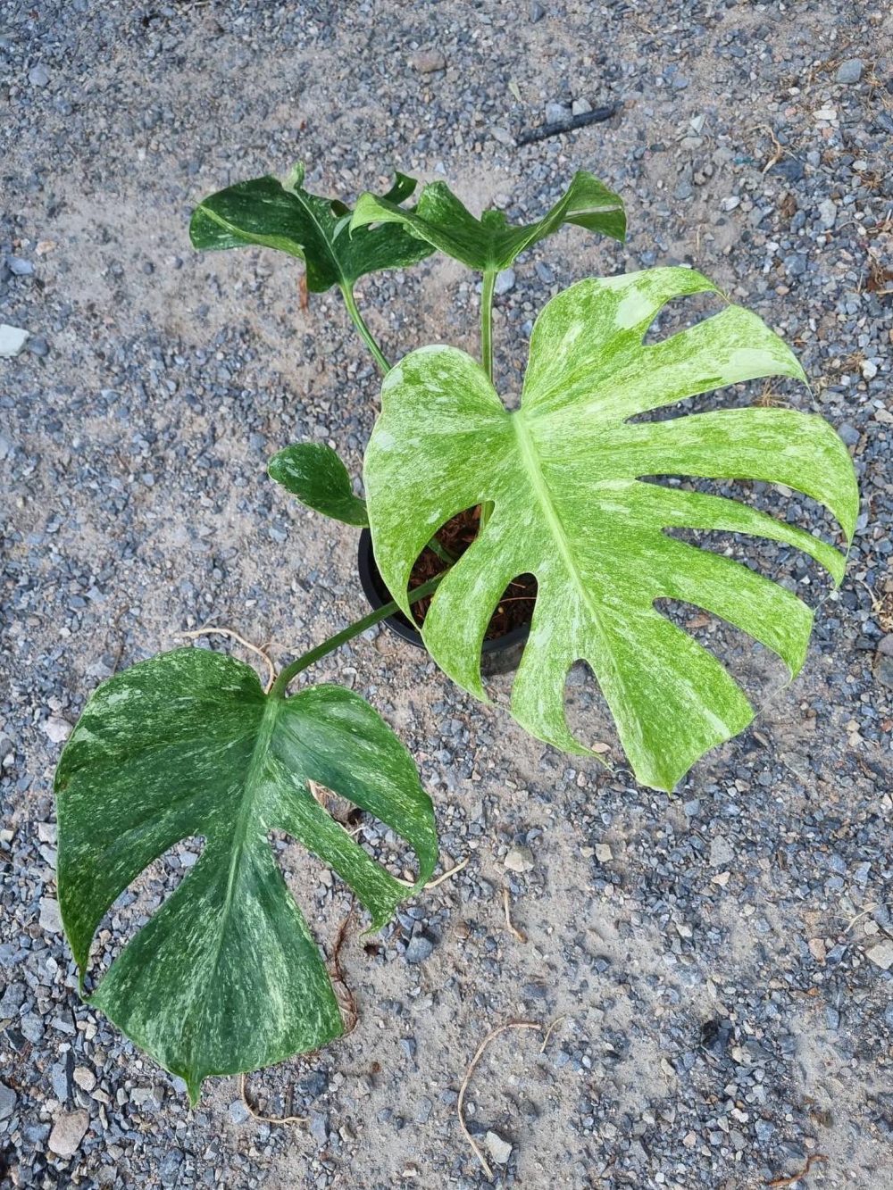 Monstera Thai Platinum