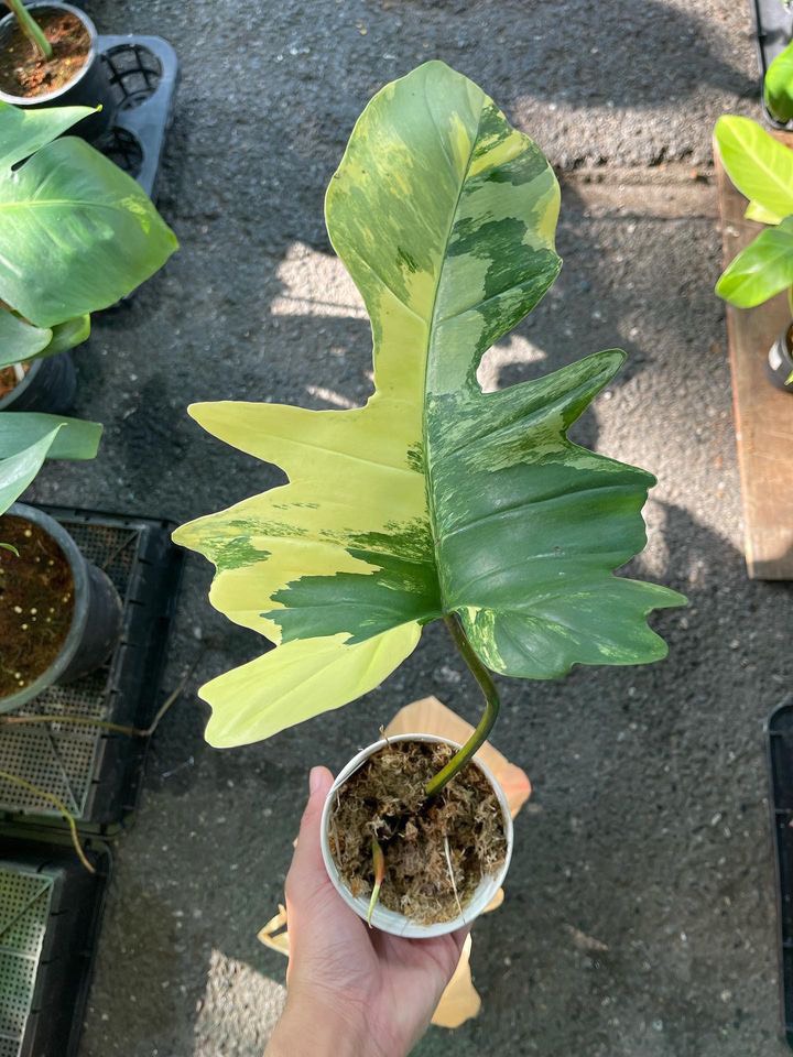 Philodendron Florida Beauty x Mayoi variegated