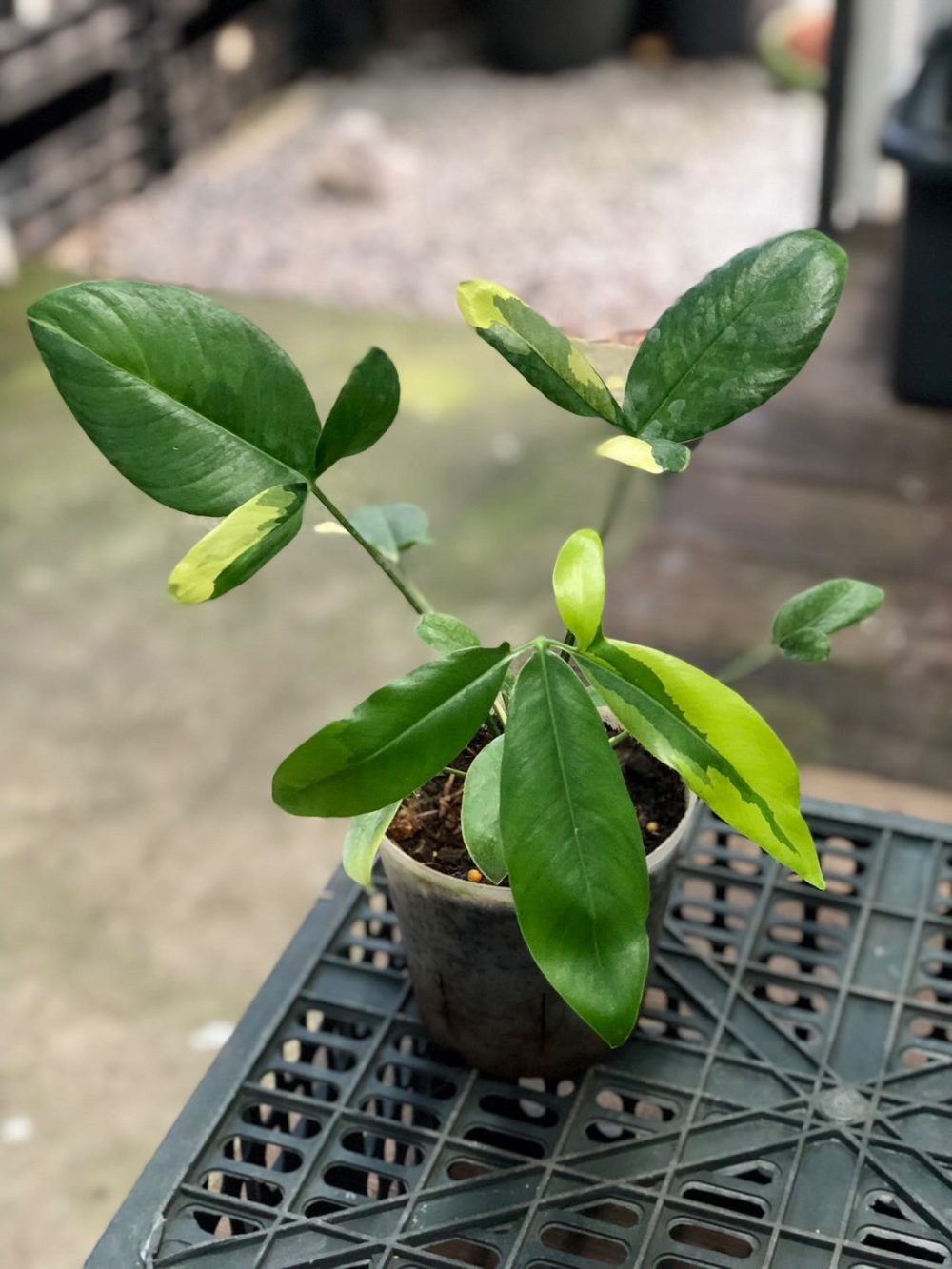 Philodendron Goeldii Variegated