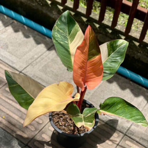 Philodendron Red Congo Variegated