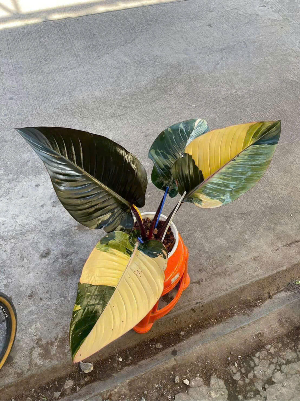 Philodendron Red Congo Variegated - Image 3