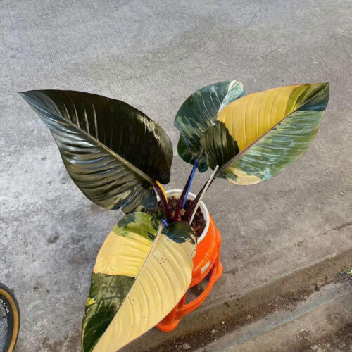 Philodendron Red Congo Variegated [Actual plant]