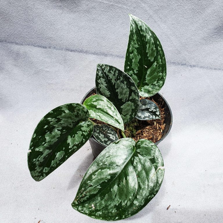 Scindapsus sp. Tricolor: ID, Color & Care Guide