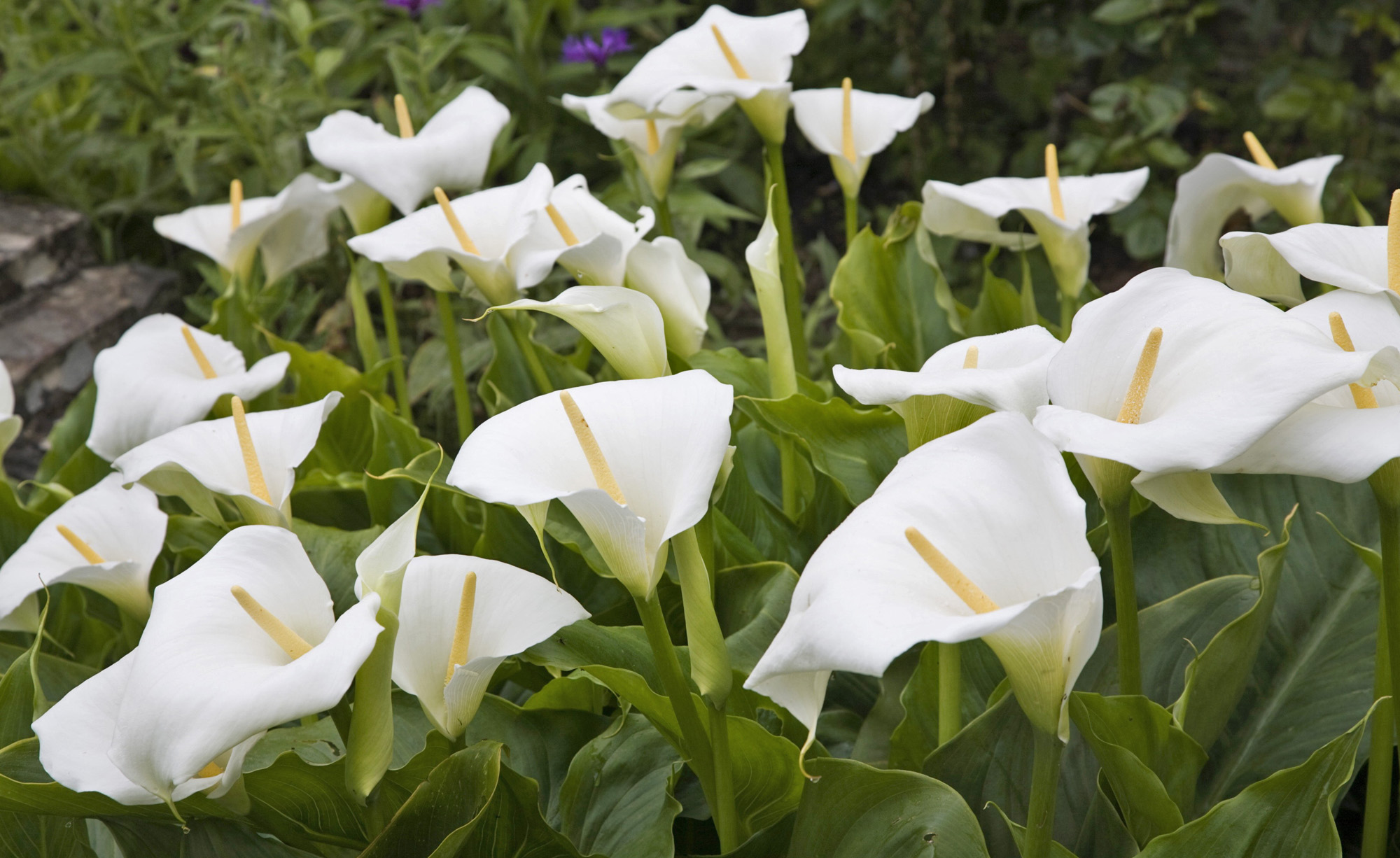 Zantedeschia