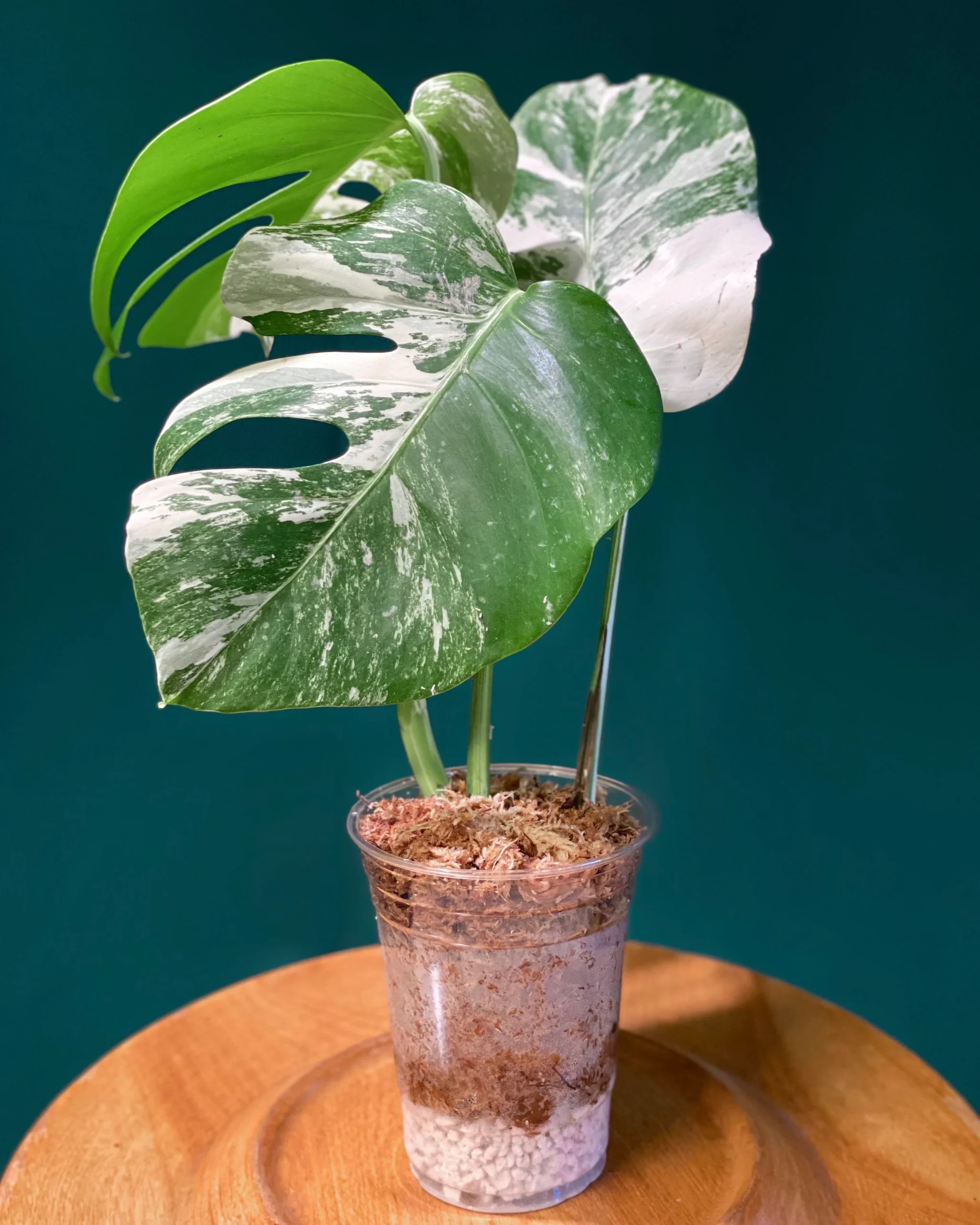 monstera albo cuttings into soil