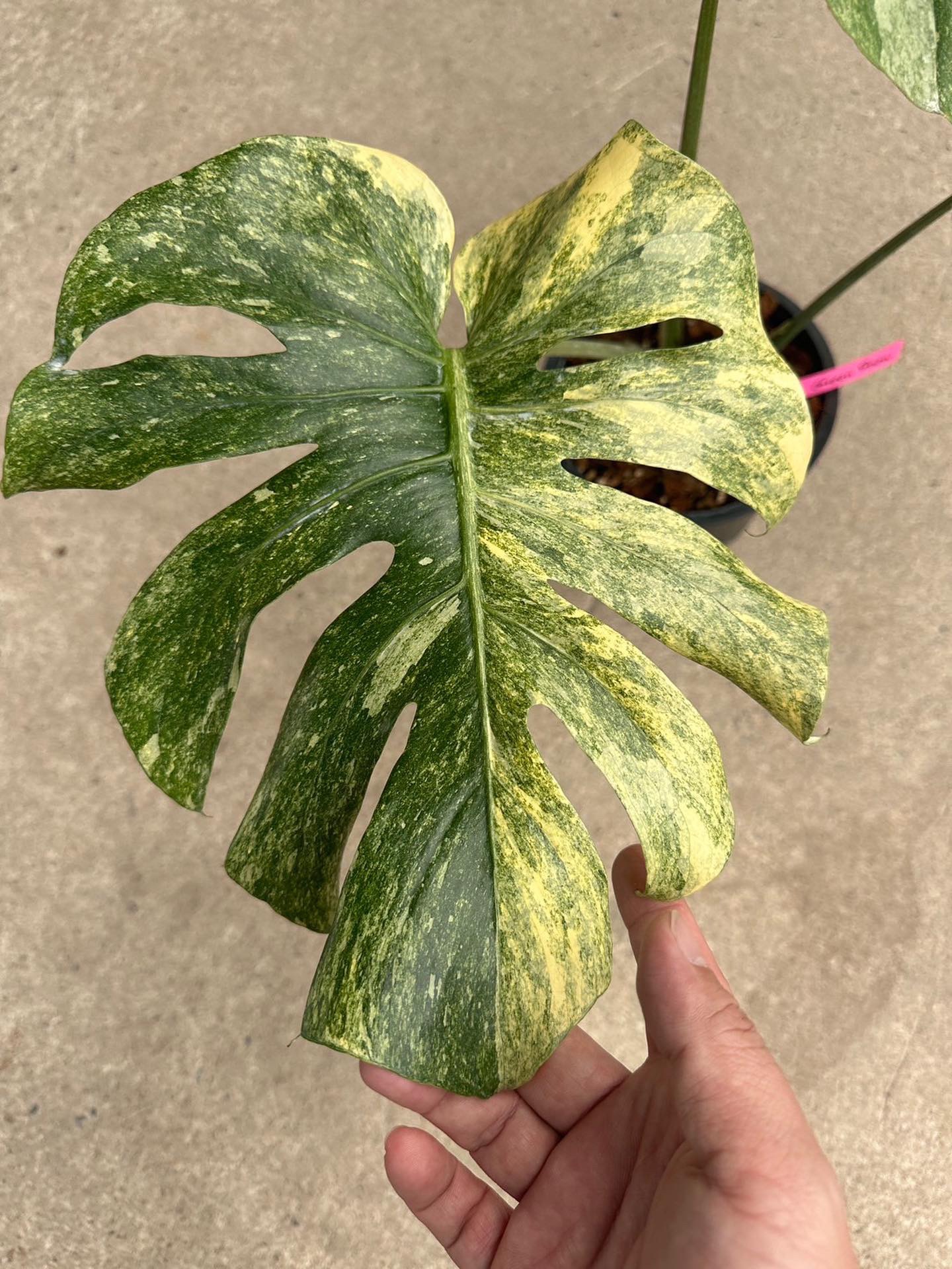 monstera thai constellation green snow monstera thai constellation green snow