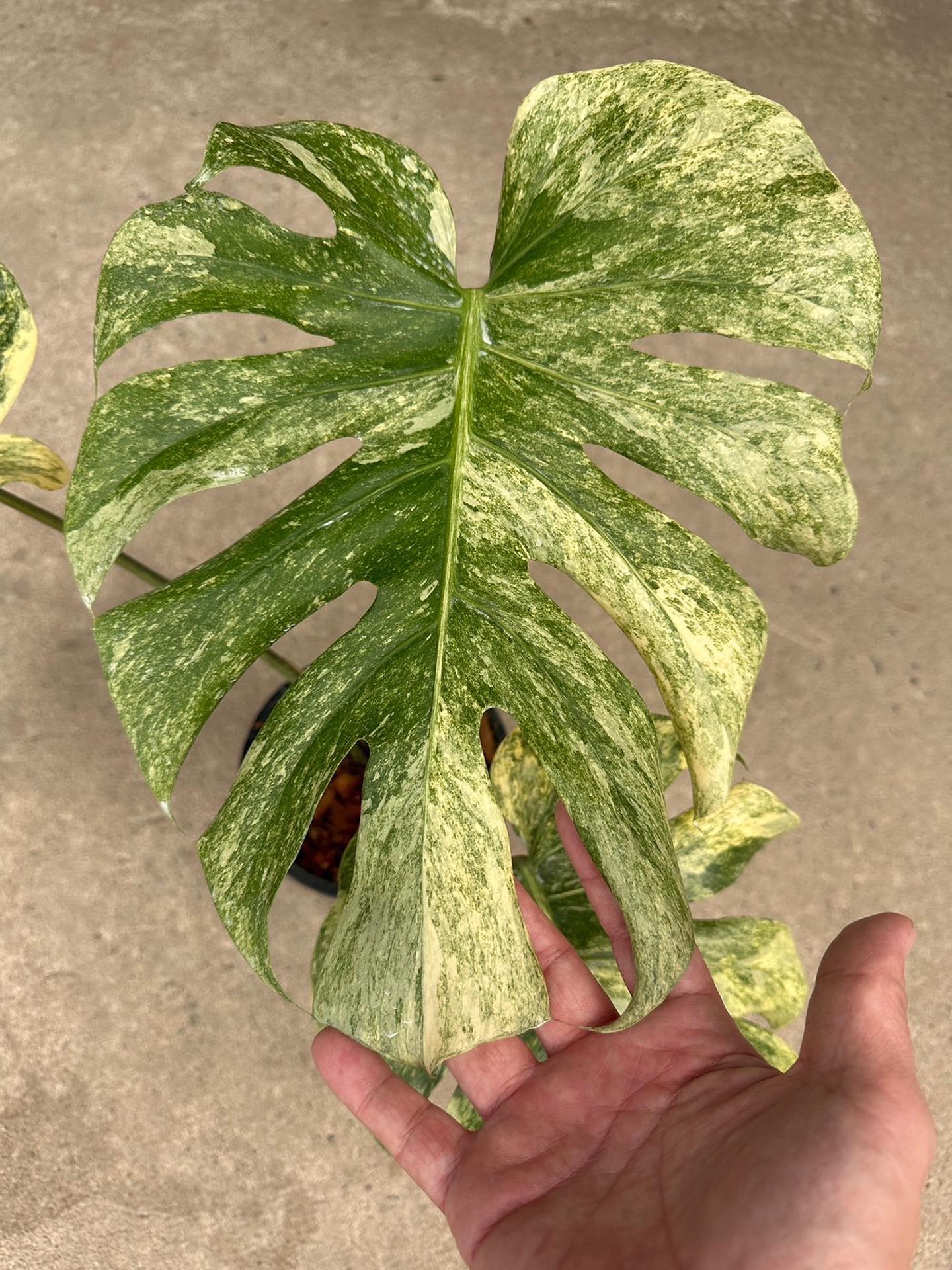 Thai Monstera Constellation 7 Variations And Their Price Insights Thai Monstera Constellation 7 Variations And Their Price Insights