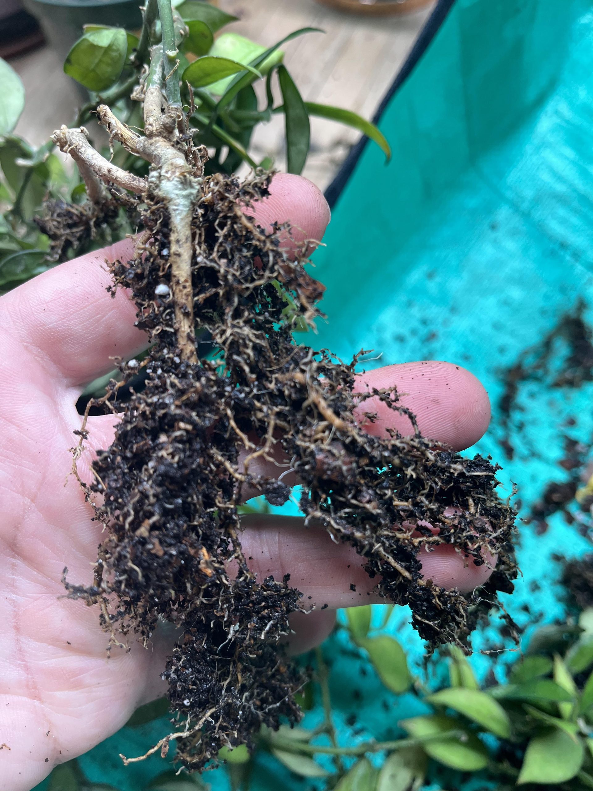 How to identify root rot