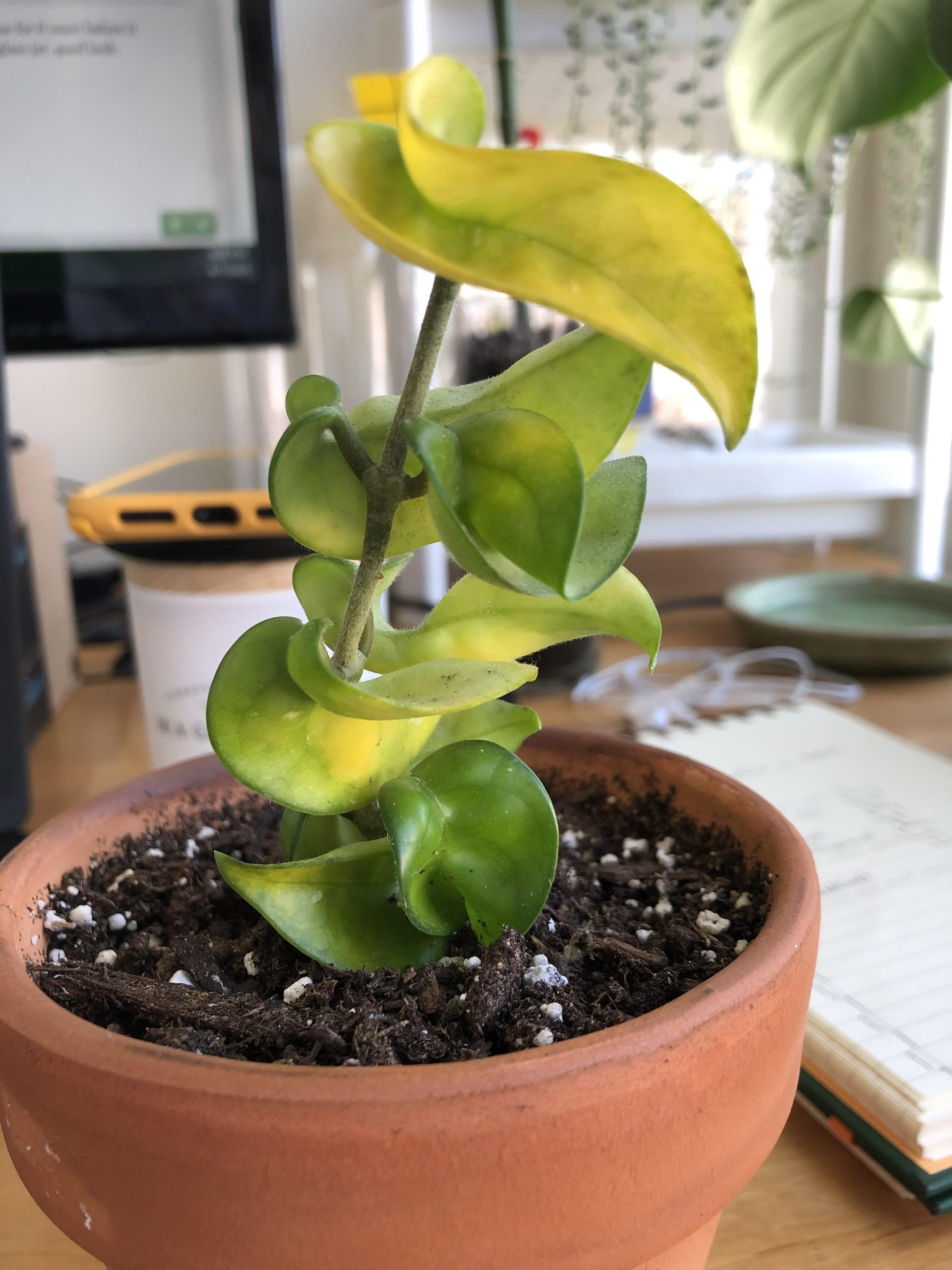 Small, pale yellow leaves