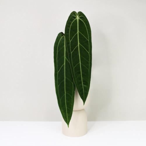 anthurium warocqueanum queen