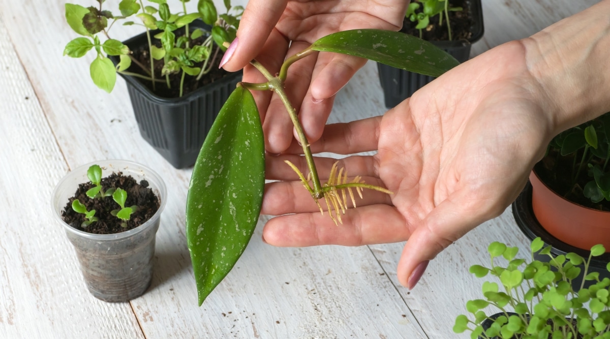 propagate hoya cuttings