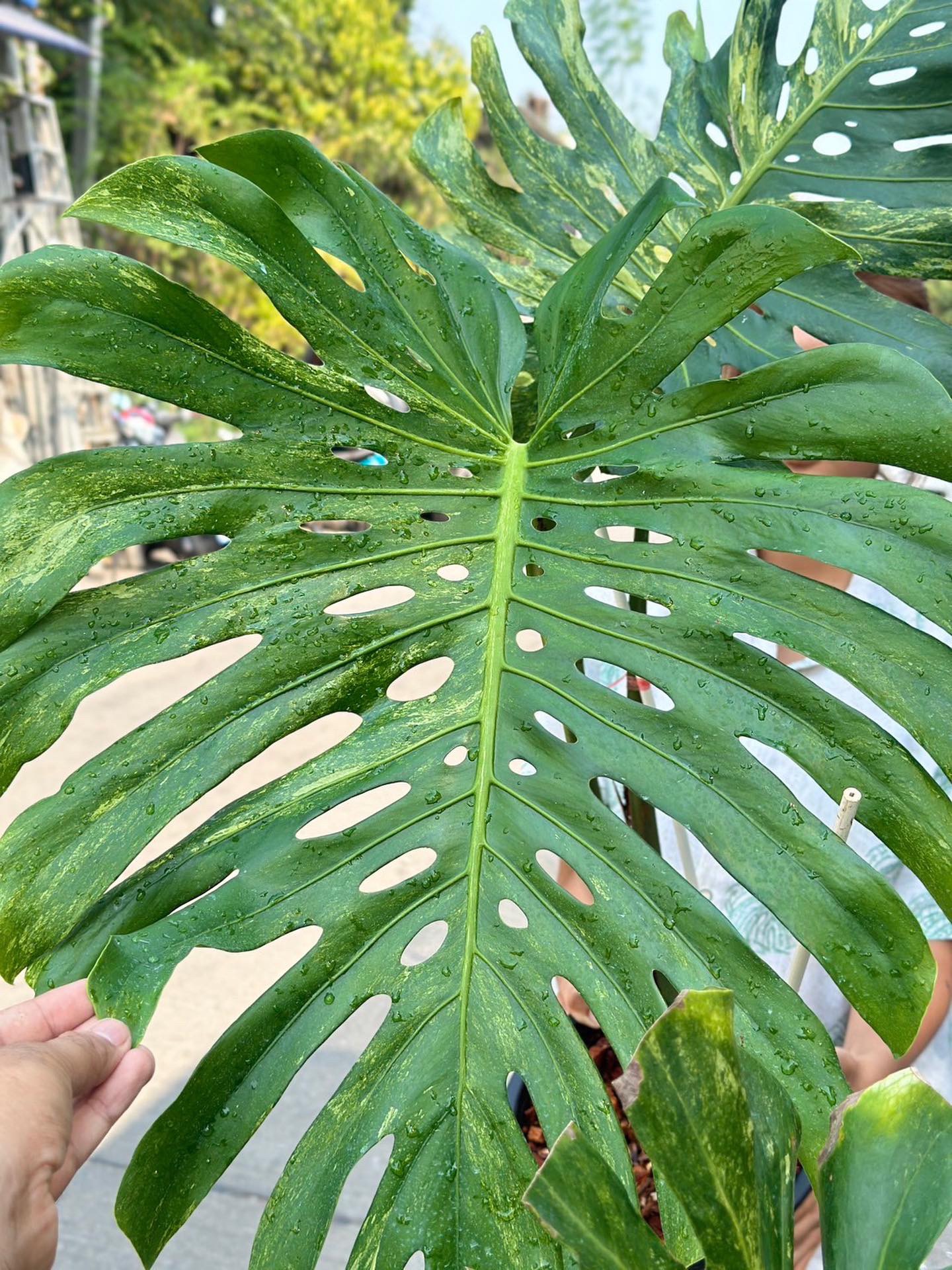 Rare Monstera Deliciosa Mint Variegated Limited from Thailand on Sale