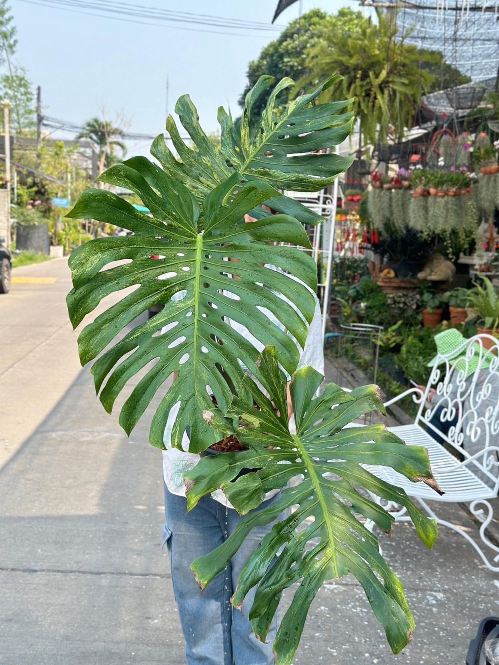 Monstera Deliciosa Ocean Mint Variegated