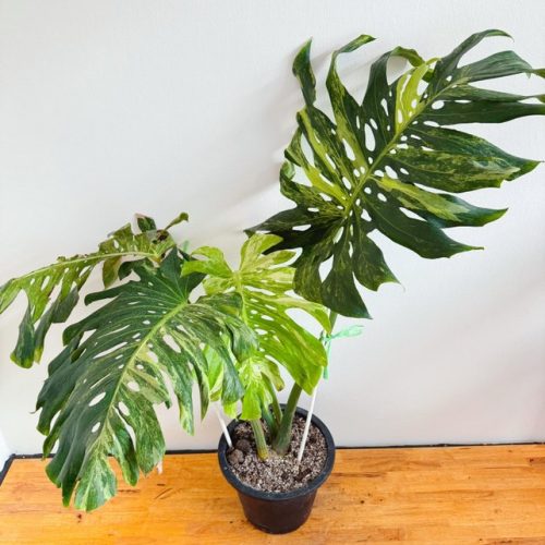 Monstera Deliciosa Ocean Mint Variegated