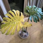 Monstera deliciosa White tear