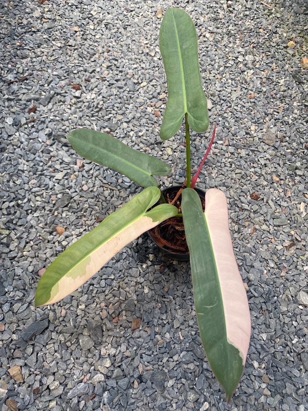 Philodendron Atabapoense Variegated plant