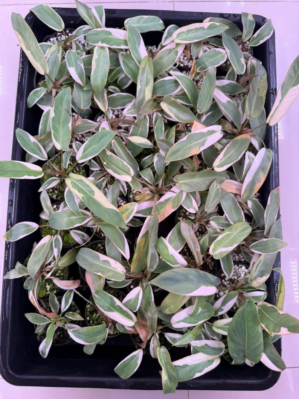 Philodendron Atabapoense Variegated plant - Image 6