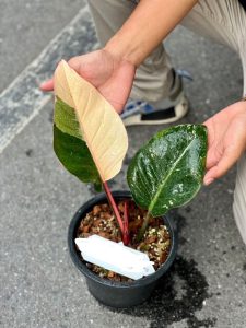 Philodendron Red Congo Variegated