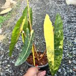 Philodendron billietiae variegated