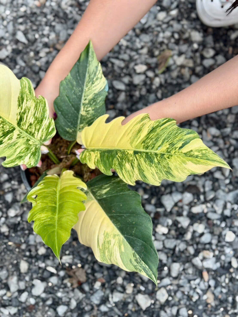 Philodendron Caramel Marble Variegated