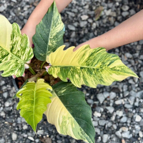 Philodendron Caramel Marble Variegated