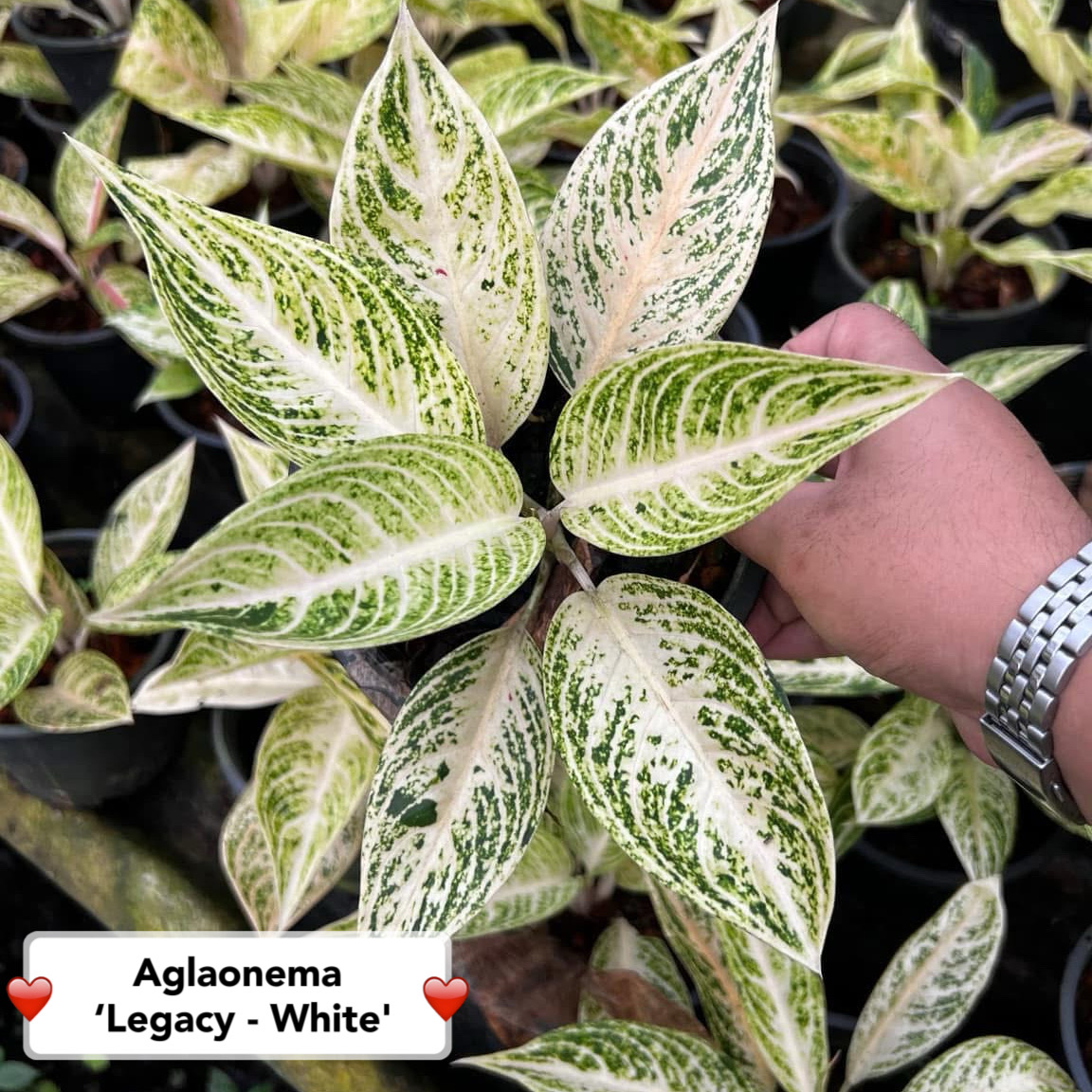 live pothos plant Marble Queen Pothos Hanging Basket: Variegated Hanging Vines – Live Plant