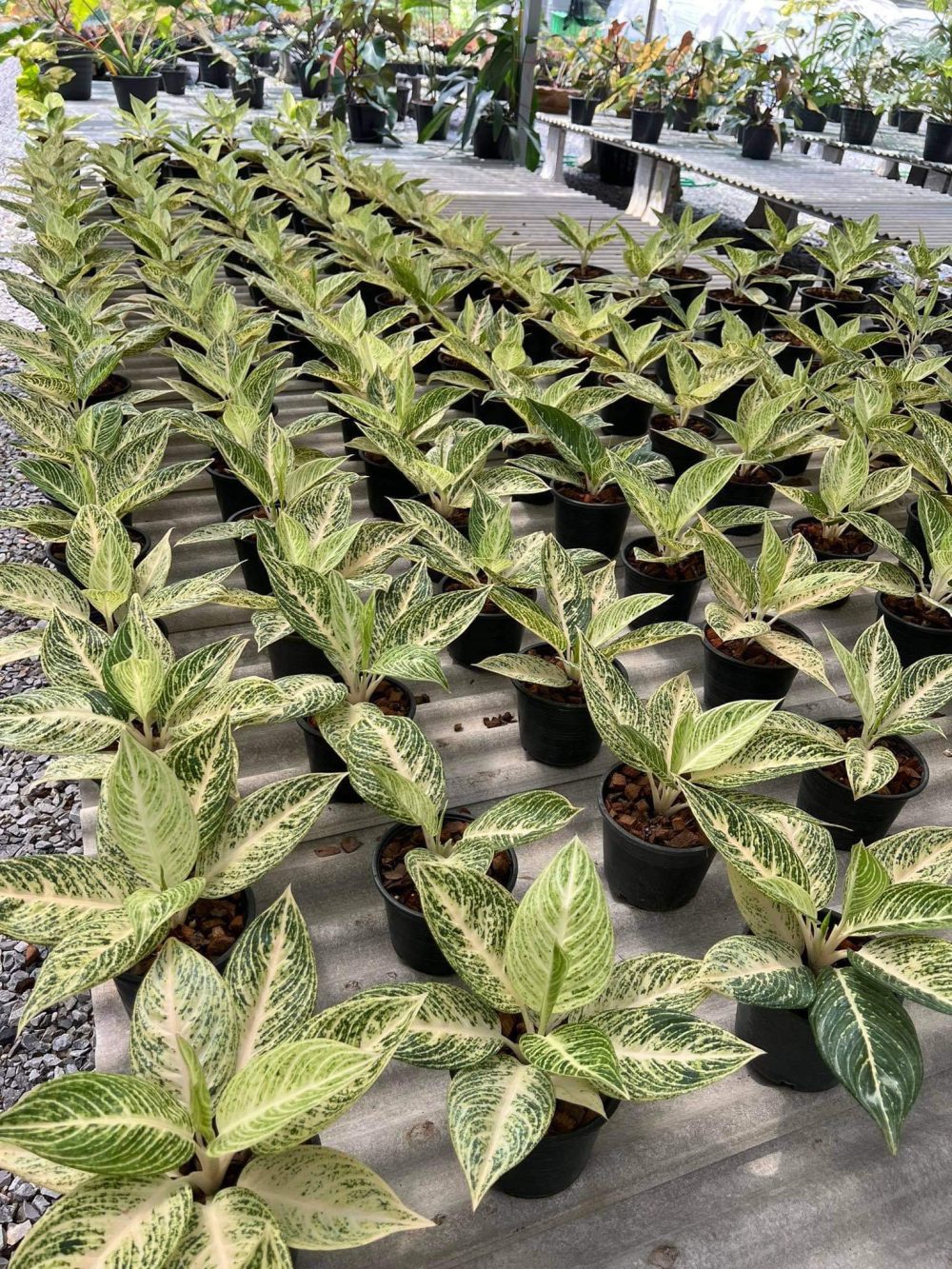 Aglaonema white lagacy