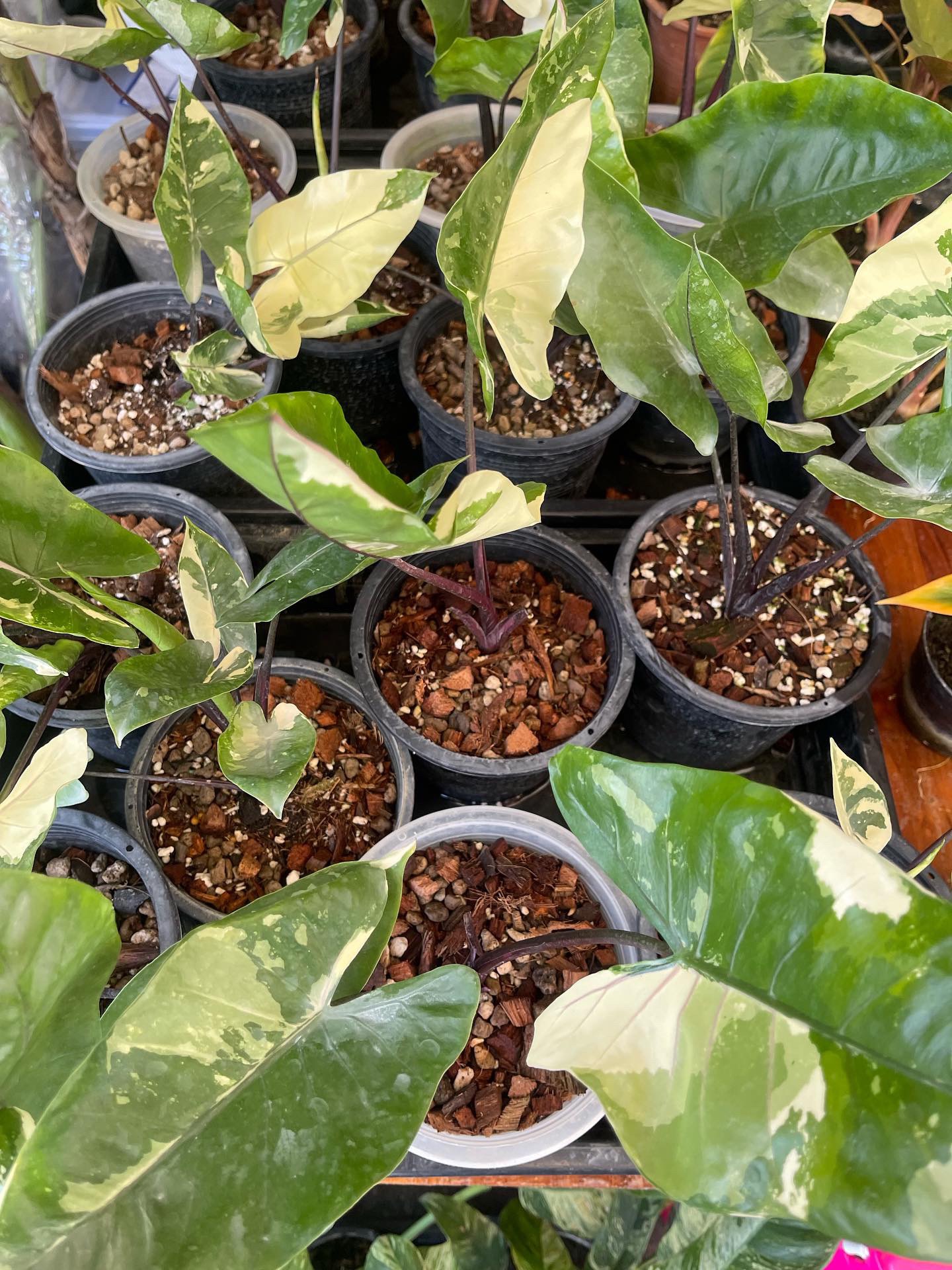 Alocasia Black Stem variegated