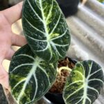 Alocasia Black Velvet Ninja Aurea Variegated
