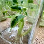 Alocasia Black Velvet Ninja Variegated