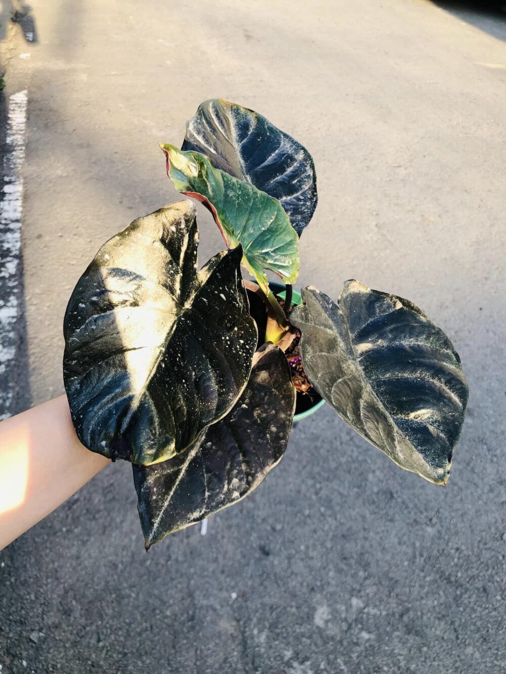 Alocasia Infernalis