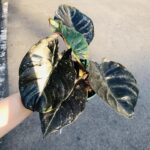 Alocasia Infernalis
