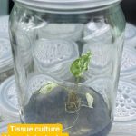 Alocasia Jacklyn Variegated